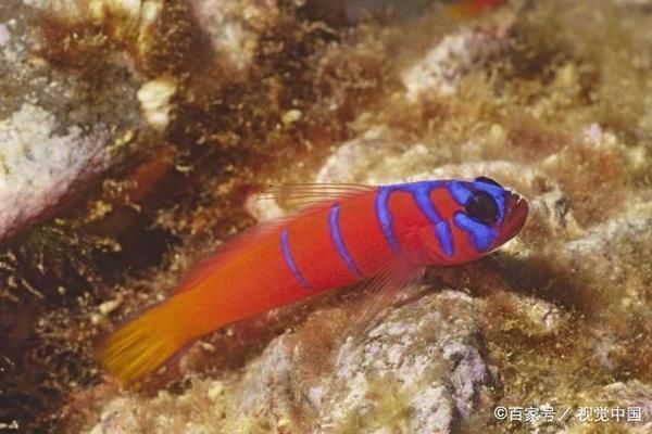泰國虎魚繁殖技術提升方法，提高泰國虎魚繁殖技術的方法 泰國虎魚繁殖技術提升方法，提高泰國虎魚繁殖技術的方法 虎魚百科 第6張
