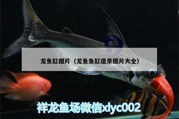 龍魚(yú)缸圖片大全圖片欣賞高清，龍魚(yú)缸設(shè)計(jì)圖片欣賞