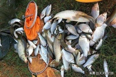 紅龍喂活魚注意哪些事項(xiàng)
