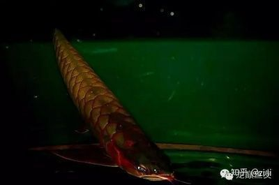 金龍魚銀龍魚的區別