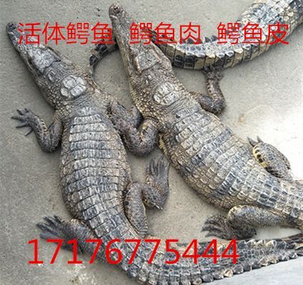 烏魯木齊虎魚，烏魯木齊虎魚市場價格