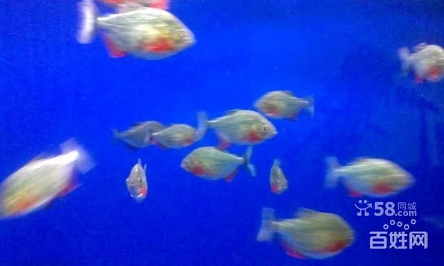 烏魯木齊虎魚，烏魯木齊虎魚市場價格