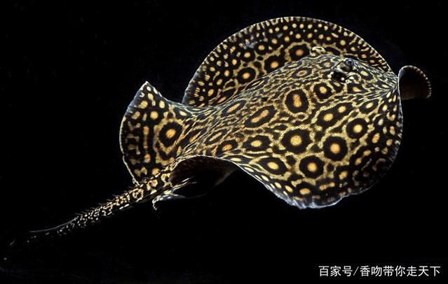 魟魚的毒刺:魟魚的毒刺是一種怎樣的存在? 魟魚百科 第3張 魟魚的毒刺:魟魚的毒刺是一種怎樣的存在? 魟魚的毒刺:魟魚的毒刺是一種怎樣的存在? 魟魚百科 第3張