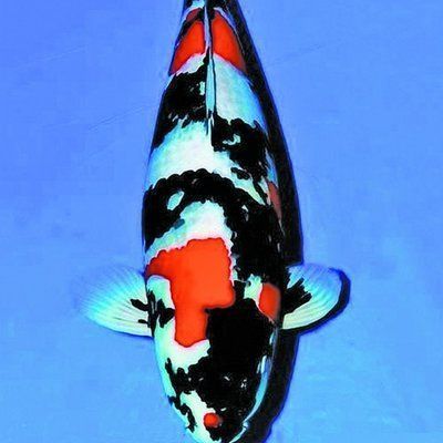 混養(yǎng)朱巴利魚的搭配建議，朱巴利魚混養(yǎng)的水質(zhì)管理建議，朱巴利魚混養(yǎng)的水質(zhì)管理