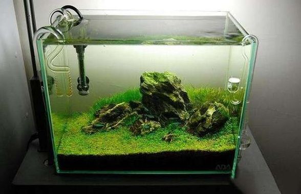 龍魚缸如何除藻效果好，龍魚缸中藻類過多會影響觀賞效果和觀賞效果和健康