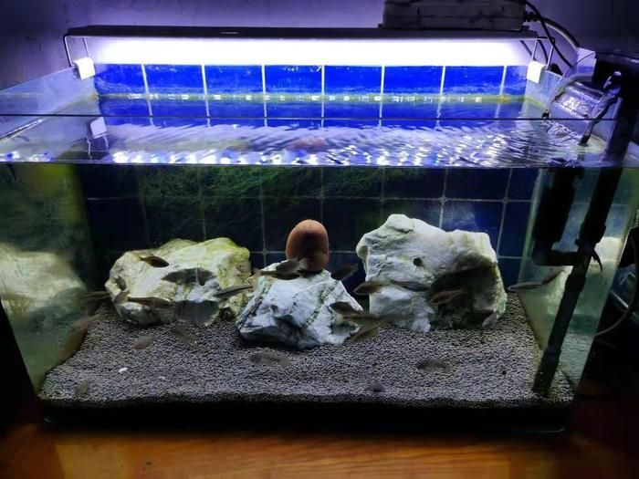龍魚缸如何除藻效果好，龍魚缸中藻類過多會(huì)影響觀賞效果和觀賞效果和健康