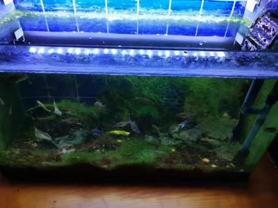 龍魚缸如何除藻效果好，龍魚缸中藻類過多會(huì)影響觀賞效果和觀賞效果和健康