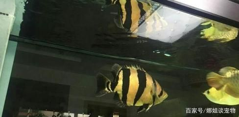 虎魚適宜的水質(zhì)參數(shù)，虎魚對(duì)水質(zhì)的要求