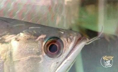 龍魚頭洞病初期癥狀，關于龍魚頭洞病初期癥狀的詳細信息 龍魚頭洞病初期癥狀，關于龍魚頭洞病初期癥狀的詳細信息 虎魚百科 第6張