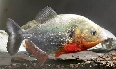 虎魚養殖技術成熟度評估，虎魚養殖技術成熟度評估分析
