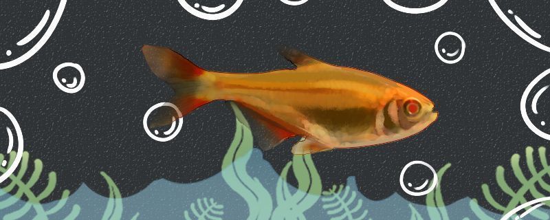 元寶鳳凰魚養幾條好一點呢圖片欣賞：元寶鳳凰魚最佳飼養環境，元寶鳳凰魚日常護理要點，元寶鳳凰魚繁殖技巧分享