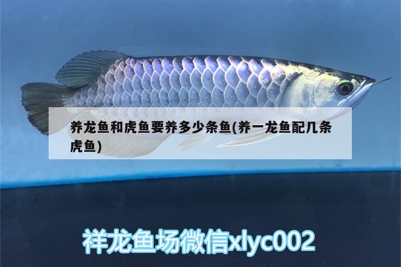 養(yǎng)龍魚和虎魚要養(yǎng)多少條魚(養(yǎng)一龍魚配幾條虎魚) 養(yǎng)龍魚和虎魚要養(yǎng)多少條魚(養(yǎng)一龍魚配幾條虎魚) 虎魚百科 第3張
