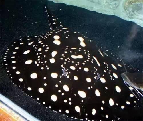 魟魚尾巴有毒嗎：魟魚尾巴上的毒刺是有毒的，應當在接觸時保持警惕