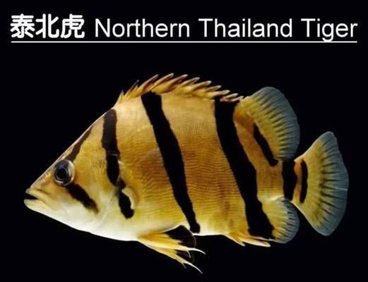 泰國(guó)虎魚(yú)品種特性介紹，泰國(guó)虎魚(yú)與鱖魚(yú)的區(qū)別
