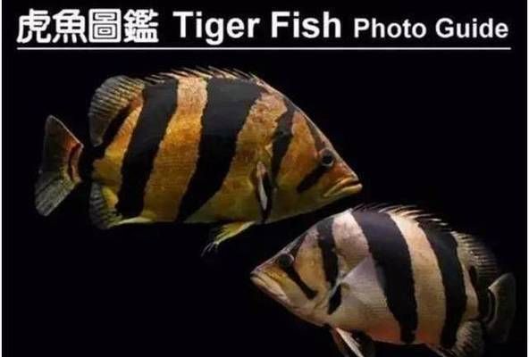 泰國虎魚人工飼料配方，泰國虎魚人工飼料配方和喂養建議