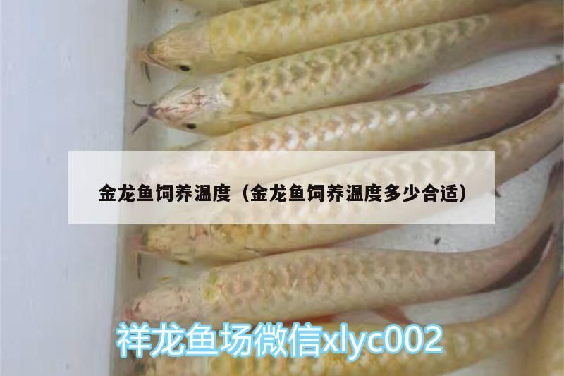 金龍魚飼養溫度（金龍魚飼養溫度多少合適）