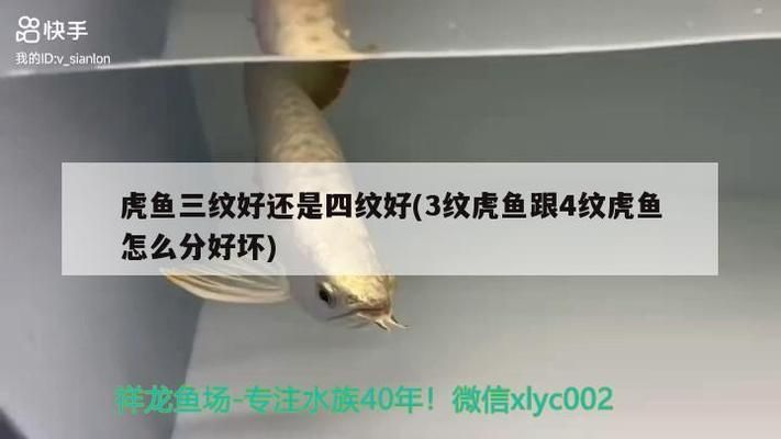 三紋虎魚(yú)的日常活動(dòng)規(guī)律，三紋虎魚(yú)的日常活動(dòng)規(guī)律主要包括進(jìn)食、休息等方面