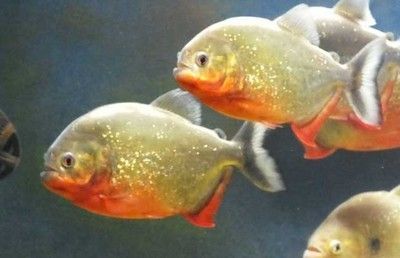 進口元寶鳳凰魚貴嗎多少錢一只：進口元寶鳳凰魚貴嗎
