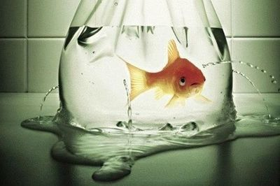 養在魚缸里的魚說說心情句子，如何養護魚缸保持水質清潔不同魚類性格特點介紹