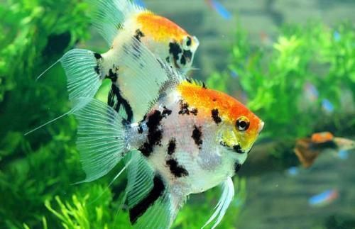 元寶鳳凰魚(yú)常見(jiàn)疾病及防治：元寶鳳凰魚(yú)常見(jiàn)疾病及其防治方法