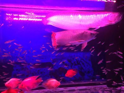 泰北虎魚生活環(huán)境要求，泰北虎魚對(duì)生活環(huán)境的要求
