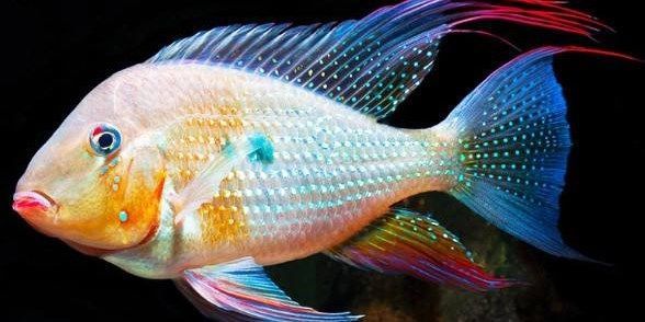詳細(xì)閱讀:朱巴利關(guān)刀魚(也要對(duì)比元寶鳳凰魚):朱巴利關(guān)刀魚和元寶鳳凰魚在養(yǎng)殖業(yè)中的地位及其經(jīng)濟(jì)價(jià)值 朱巴利關(guān)刀魚(也要對(duì)比元寶鳳凰魚):朱巴利關(guān)刀魚和元寶鳳凰魚在養(yǎng)殖業(yè)中的地位及其經(jīng)濟(jì)價(jià)值