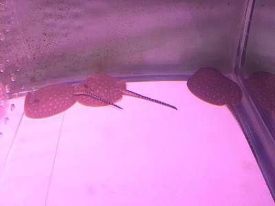 魟魚(yú)白子怎么繁殖出來(lái)的視頻：魟魚(yú)白子怎么繁殖出來(lái)的