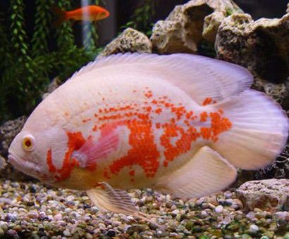 鋁合金做魚缸架好嗎 鋁合金做魚缸架好嗎 鋁合金做魚缸架好嗎 鋁合金做魚缸架好嗎 魚缸百科 第2張