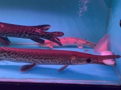 皇家火箭魚混養(yǎng)經(jīng)驗分享，皇家火箭魚與其他魚類混養(yǎng)需要謹慎考慮和精心照料