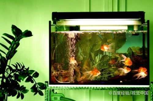 怎么讓魚缸里面的水變清澈,如何正確使用魚缸過濾器魚缸水質(zhì)惡化的常見原因 魚缸百科 第5張 怎么讓魚缸里面的水變清澈,如何正確使用魚缸過濾器魚缸水質(zhì)惡化的常見原因 怎么讓魚缸里面的水變清澈,如何正確使用魚缸過濾器魚缸水質(zhì)惡化的常見原因 魚缸百科 第5張