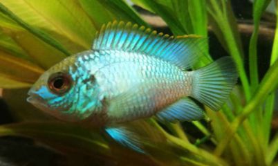 元寶鳳凰魚適宜水溫范圍：元寶鳳凰魚最佳生長水溫，如何調(diào)節(jié)魚缸水溫保持穩(wěn)定 元寶鳳凰魚適宜水溫范圍：元寶鳳凰魚最佳生長水溫，如何調(diào)節(jié)魚缸水溫保持穩(wěn)定 元寶鳳凰魚百科 第1張