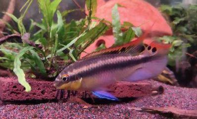 元寶鳳凰魚適宜水溫范圍：元寶鳳凰魚最佳生長水溫，如何調(diào)節(jié)魚缸水溫保持穩(wěn)定 元寶鳳凰魚適宜水溫范圍：元寶鳳凰魚最佳生長水溫，如何調(diào)節(jié)魚缸水溫保持穩(wěn)定 元寶鳳凰魚百科 第5張