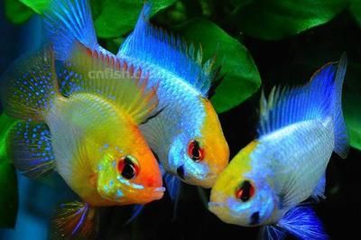 元寶鳳凰魚適宜水溫范圍：元寶鳳凰魚最佳生長水溫，如何調(diào)節(jié)魚缸水溫保持穩(wěn)定 元寶鳳凰魚適宜水溫范圍：元寶鳳凰魚最佳生長水溫，如何調(diào)節(jié)魚缸水溫保持穩(wěn)定 元寶鳳凰魚百科 第6張