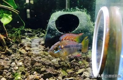 元寶鳳凰魚適宜水溫范圍：元寶鳳凰魚最佳生長水溫，如何調(diào)節(jié)魚缸水溫保持穩(wěn)定 元寶鳳凰魚適宜水溫范圍：元寶鳳凰魚最佳生長水溫，如何調(diào)節(jié)魚缸水溫保持穩(wěn)定 元寶鳳凰魚百科 第7張
