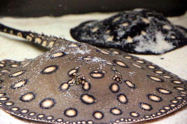 魟魚(yú)最貴是哪個(gè)種：魟魚(yú)中最貴的品種是什么？ 魟魚(yú)最貴是哪個(gè)種：魟魚(yú)中最貴的品種是什么？ 魟魚(yú)百科 第4張
