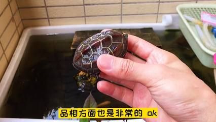 魟魚體表發白：魟魚體表發白怎么辦