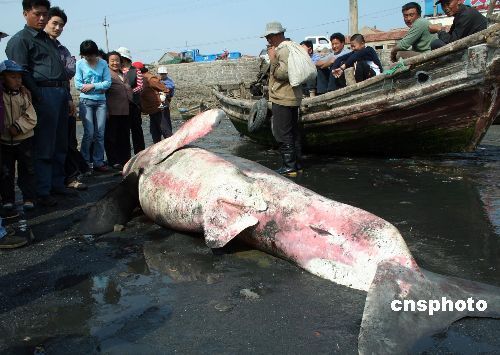 龍魚被咬死了