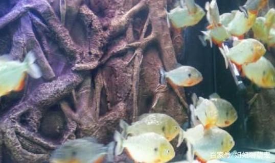 紅老虎魚混養水質管理，紅老虎魚混養水族箱布置技巧紅老虎魚混養水族箱布置技巧 紅老虎魚混養水質管理，紅老虎魚混養水族箱布置技巧紅老虎魚混養水族箱布置技巧 虎魚百科 第4張