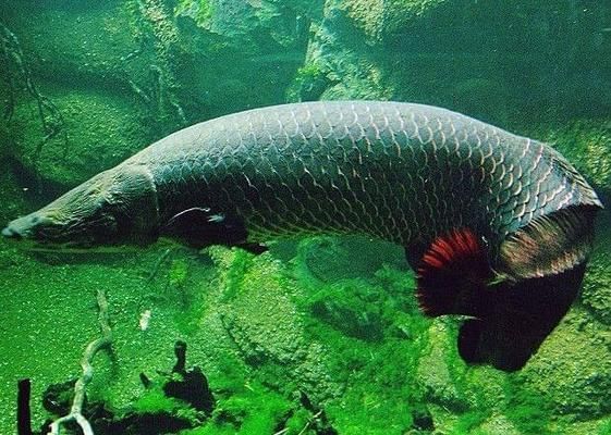 海象魚在野外的天敵有哪些，海象魚在野外的天敵有哪些？