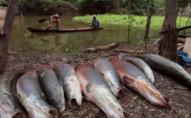 海象魚在野外的天敵有哪些，海象魚在野外的天敵有哪些？