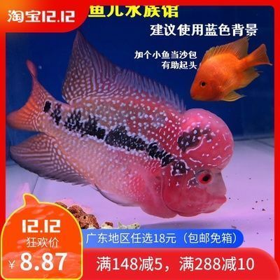 緬甸圖騰金龍魚價格表和圖片（緬甸圖案）