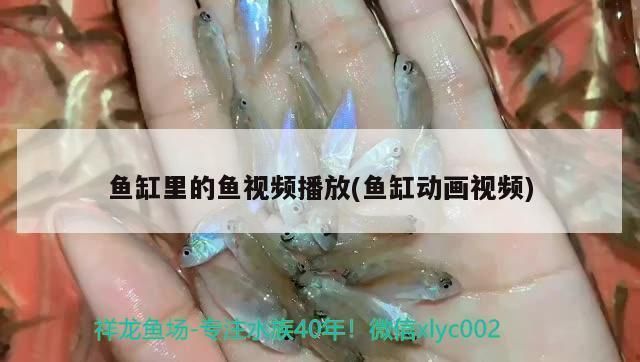 40厘米紅龍魚價格表大全 龍魚百科 第2張 40厘米紅龍魚價格表大全 40厘米紅龍魚價格表大全 龍魚百科 第2張