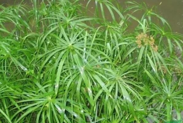 水草種類及其凈化效果對(duì)比，不同種類的水草凈化效果的對(duì)比