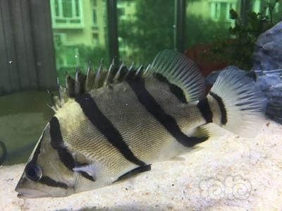 虎魚和魟魚哪個更好養：決定虎魚和魟魚哪個更好養，虎魚和魟魚哪個更好養