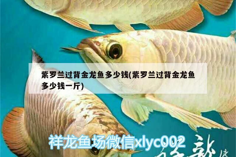 紫羅蘭過背金龍魚多少錢(紫羅蘭過背金龍魚多少錢一斤)