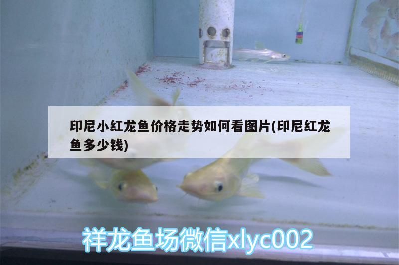 印尼小紅龍魚價格走勢如何看圖片(印尼紅龍魚多少錢)
