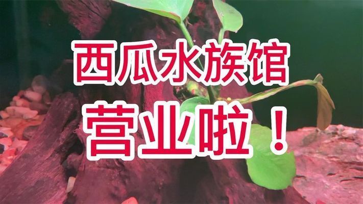 水族館開門了嗎今天（上海水族館今天是否開門） 水族館開門了嗎今天（上海水族館今天是否開門） 水族館百科（水族館加盟） 第3張