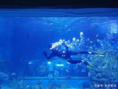 水族館開門了嗎今天（上海水族館今天是否開門） 水族館開門了嗎今天（上海水族館今天是否開門） 水族館百科（水族館加盟） 第5張