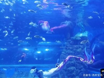 水族館開門了嗎今天（上海水族館今天是否開門） 水族館開門了嗎今天（上海水族館今天是否開門） 水族館百科（水族館加盟） 第6張