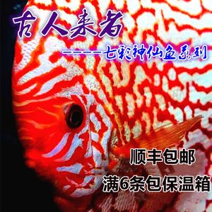 最漂亮的紅龍魚是什么魚呢圖片大全：探尋最漂亮的紅龍魚，水中的絢麗傳奇